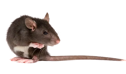 Mouse Image