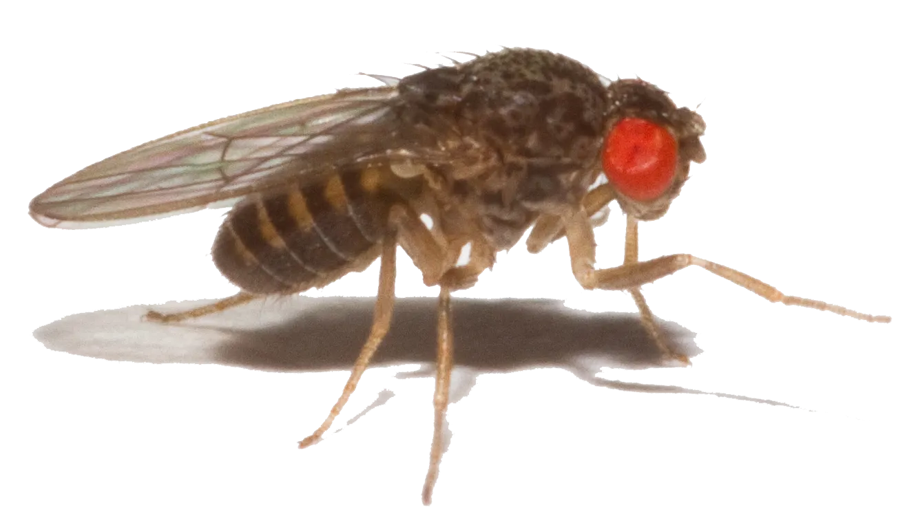 Drosophila Image