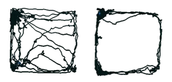 Trace of rodent path in open field test