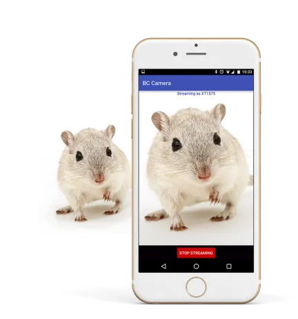 Real-time Rodent Video Stream