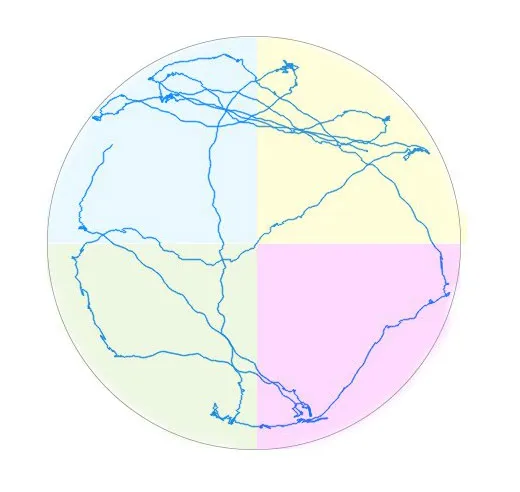 rodent path through water maze
